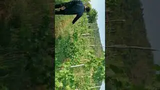 Vườn Nho Shiraz của người ta VID 20190713 065137