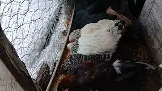 Tavuklarım yem yerken 🐔🌾 doğal  huzurlu anl #tavukvideoları #k&ouml;yhayatıı #keşfet #shorts #viral