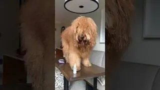 How I Groom The World&rsquo;s Fluffiest Dog! #goldendoodle #doggrooming #tutorial