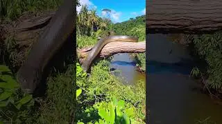 ⚠️o perigo e a beleza da floresta amaz&ocirc;nica #viral #amazonia #sucuri #anaconda