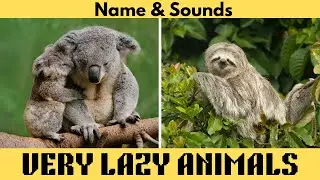 Very Lazy Animal For Child Insight | Koala, Sloth