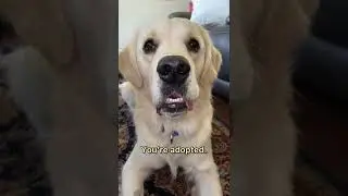 Говорю своей собаке, что она усыновлена ​​#шорты