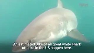 The Red Triangle 2024 Trailer - Shark Movies 2024 #sharkmovies2024