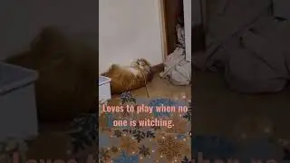 Cat playing alone