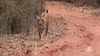 Tiger Walk | Eye to eye with the king of Bandhavgarh | Bandhavgarh Tiger Reserve | 4K