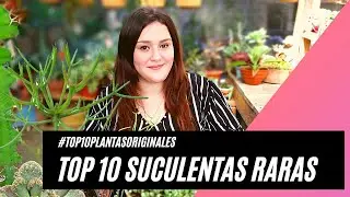 10 Suculentas Raras #Top10PlantasOriginales