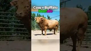 Rare Hybrid Animals You Never Seen Before🦄