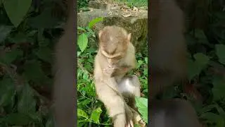 Daily life of wild monkey baby run with team#shorts
