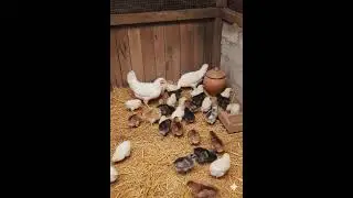Cute Baby Chicks | Pyare Pyare Chooze 🐥😍#birds #viralvideo #birds