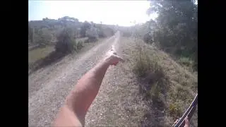 Chasse aux sangliers avec les porcelaines del pais du Cabardès dans l'AUDE