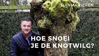 De knotwilg en andere knotbomen snoeien: Hoe doe je dat? | Tuinmanieren