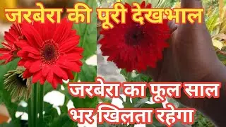 Gerbera plant complete care / Gerbera flower / Gerbera plant care for all time flower