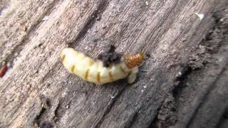 Termite Queen found in a nest near a home