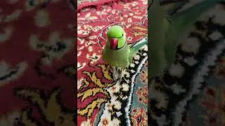 Partot life with rico #parrot #funny
