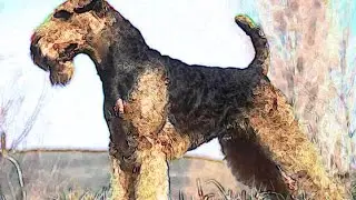 AIREDALE TERRIER Brief History of Dog Lovers Dogs breed Airedale Terrier Origins Background facts