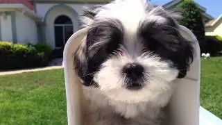 Cute10 week Mal Shi puppy gets mail - Micheline's Pups learn to stay in yard