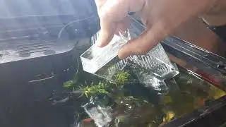 Liberati avannotti guppy di 3 settimane