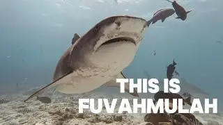Diving With Tiger Sharks in Fuvahmulah, Maldives 🇲🇻 | The World’s Most Reliable Tiger Shark Dive