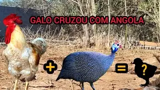 GALO CRUZOU COM GALINHA DA ANGOLA: VAI NASCER GALINHOLA?