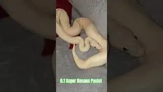 0.1 Super Banana Pastel #super #banana #pastel #ballpython #reptiles #female  #python #snake #pets