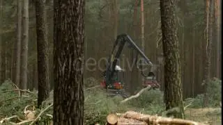 Harvester Felling Machine Lumber a Pine Tree 2 - Stock Footage | VideoHive 14817128