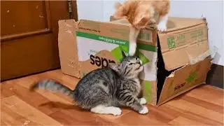 Get down here and fight with me!