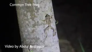 Common Tree Frog