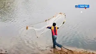 Amazing Big Cast Net Fishing - Traditional || Cast Net Fishing In Cambodia! កម្ពុជា