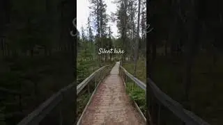 Virtual Walk: Algonquin Park Spruce Bog Boardwalk | Pure Forest Ambience #mindfulness #meditation