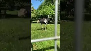 Ostrich walking (I didn&rsquo;t like the ostrich!) Howletts animal park