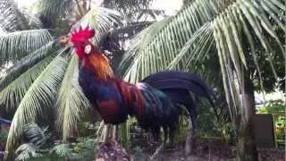 Call of the Gallus