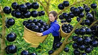 Harvesting Giant Juicy Fresh Black Apples | Rare Shocking Fruit Sold Out Fast at Traditional Market