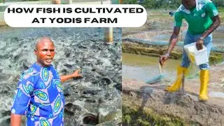 DISCOVER Yodis Fish Farm's Amazing Fish Cultivation Secrets in Agbarha-otor Nigeria