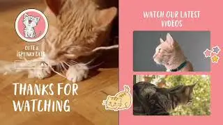 Osicat Cat Braeed | Ocicat Pet Profile | Cute & Spunky Cats