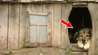 Пес несколько дней прятал что-то в будке! От увиденного хозяева обомлели!