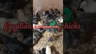 eggptian fayoumi chicks #chicken #myflock #rooftop #poultry #farming