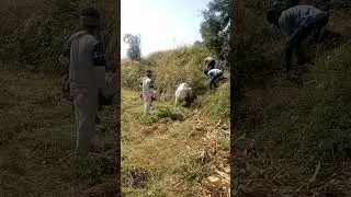 #letri grass cutting dohal