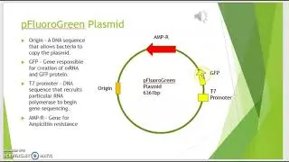 Biotechnology with GFP 1