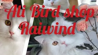 Raiwind ali baid shop #birds #bird #cat #dog#animal video#cat #