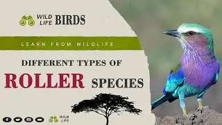 Roller Birds II Different Types of Roller Bird Species II