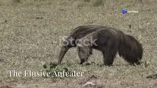 Bolivia&rsquo;s Chaco Region: The Toughest Wildlife of the Gran Chaco #cuteanimal #wildlife