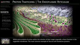 Protein Sorting and Trafficking | Demo Animation Video