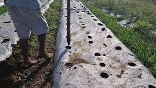 Old-School Method, Modern Results: Planting Holes with a Stick! - Agriculture Farming