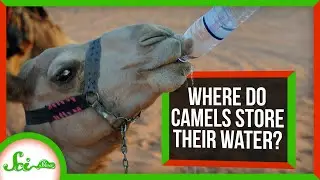Where Do Camels Store Their Water?