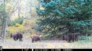 A parade of wildlife pass a bear-marking tree