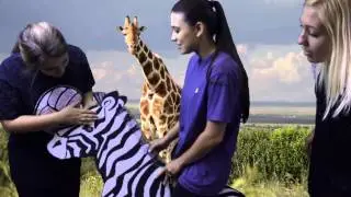 Patterns in Nature- Green Screen Video