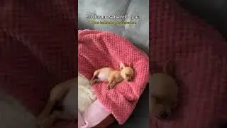 Que vida dif&iacute;cil 😅😅 #pinscher #pinscher0 #pinscherminiatura #minipinscher #pinscherzero