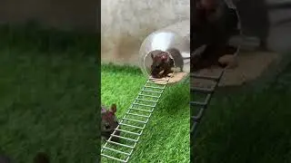 Best mouse trap idea/good rat trap plastic easy setup for quick results