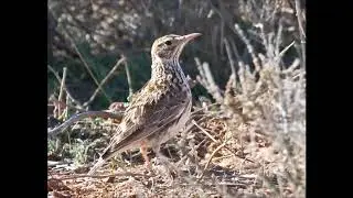 Chamariz, Se&ntilde;uelo, Calhandra de Dupont, Chersophilus Duponti, Alondra de Dupont
