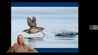 Endangered Marbled Murrelets with Environmental Scientist Portia Halbert